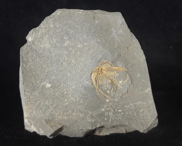 Ophiura sp. LAMARCK 1801 - Bild © FossNet FossilienStore